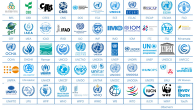 UN Careers for Recent Graduates: Entry-Level Opportunities to Consider